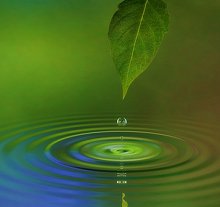 Qualifications. Library Image: Leaf and Water